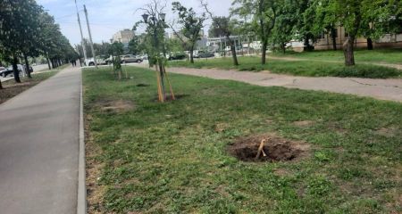 У Кривому Розі невідомі вкрали дерева, які мали стати окрасою проспекту (ФОТО)