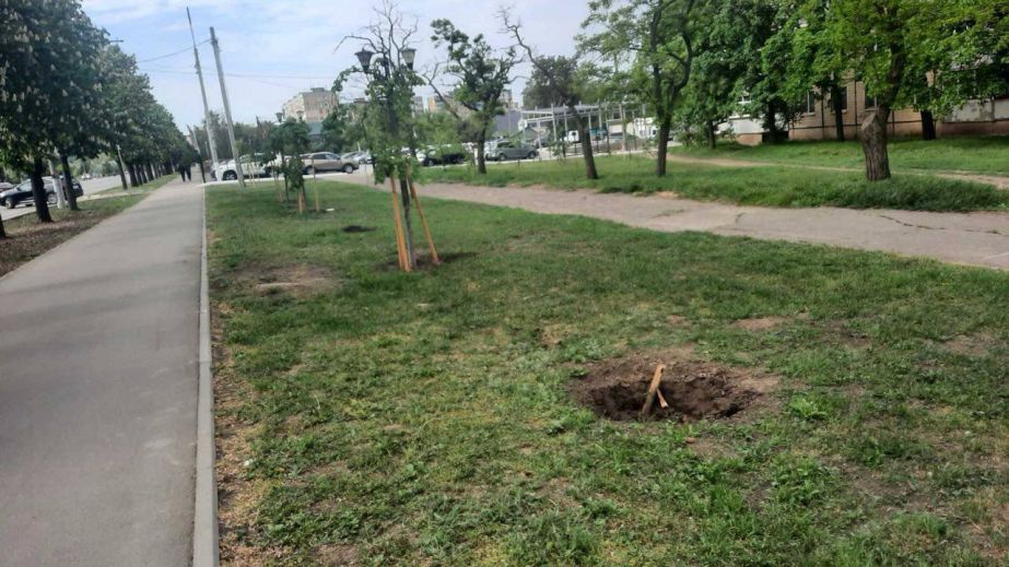У Кривому Розі невідомі вкрали дерева, які мали стати окрасою проспекту (ФОТО)