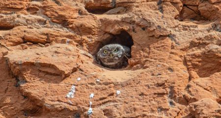 На Криворіжжі виявили величезний пташиний "житловий комплекс" (ФОТО)