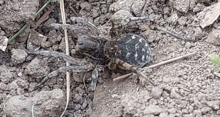В Кривом Роге заметили одного из самых больших пауков Европы