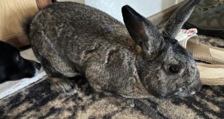 У Дніпрі шукають родину кролю, який блукав на Тополі (ФОТО, ВІДЕО)