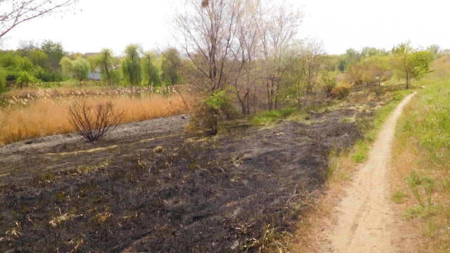 В Кривом Роге выгорел берег Ингульца (ФОТО)
