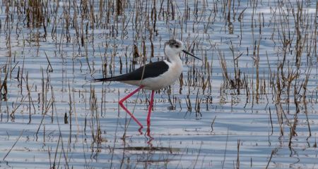 Топ-модели на "ходул...