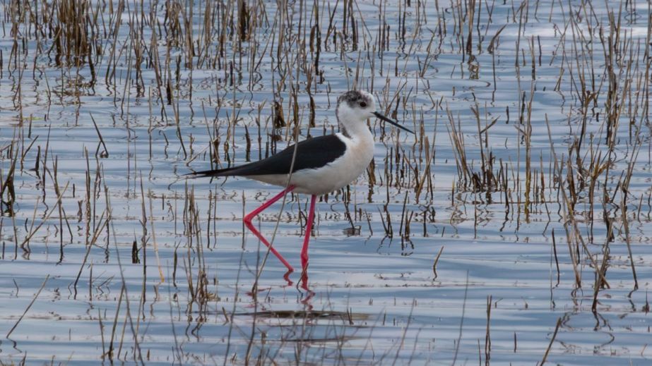 Топ-моделі на "ходулях": на водоймі Криворіжжя помітили рідкісних червонокнижних птахів (ФОТО)