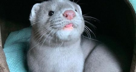 Пухнасту червонокнижну тварину вигулювали на повідці у Дніпрі (ВІДЕО)