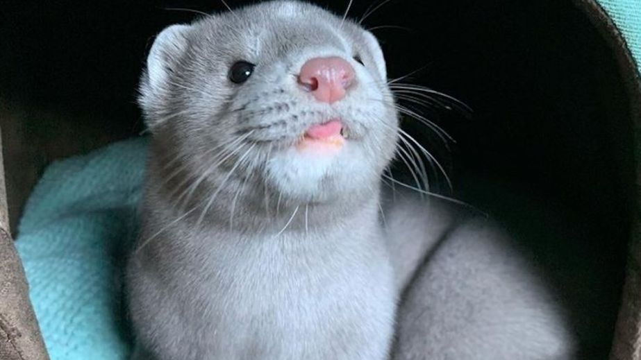 Пухнасту червонокнижну тварину вигулювали на повідці у Дніпрі (ВІДЕО)