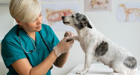 У Нікополі підозрюють сказ у ветлікарки, яка могла заразитися від хворої собаки (ВІДЕО)