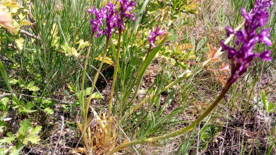 На Дніпропетровщині помітили рідкісну у більшій частині Європи орхідею