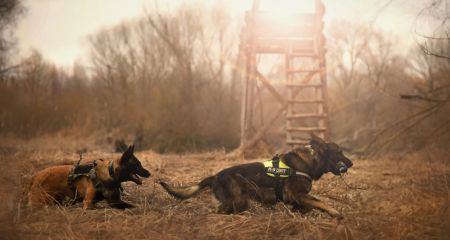 Бельгийские овчарки Арно и Фиджи помогают днепровским спасателям находить людей под завалами