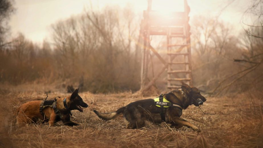 Бельгійські вівчарки Арно та Фіджі допомагають дніпровським рятувальникам знаходити людей під завалами
