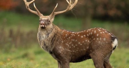 Недалеко от Днепра заметили табун экзотических японских оленей (ФОТО)