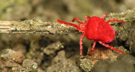 Незвичайних кліщів помітили у Криворізькому районі (ФОТО)