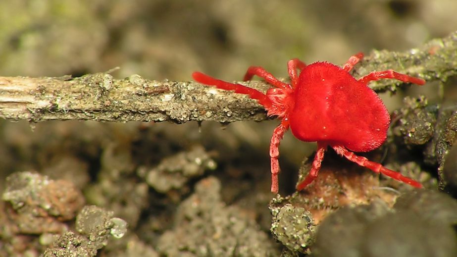 Незвичайних кліщів помітили у Криворізькому районі (ФОТО)