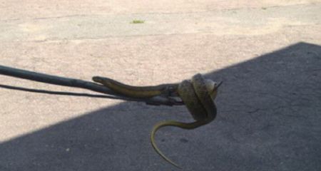 В Днепре на Монастырском острове на камнях поселились змеи (ВИДЕО)