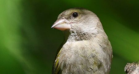 В Днепре заметили зеленоватую птицу, которая не боится людей (ФОТО)