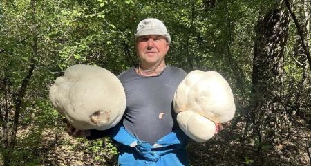 Чудо природы: на Днепропетровщине растут гигантские грибы, вес которых достигает 10 килограммов (ФОТО)