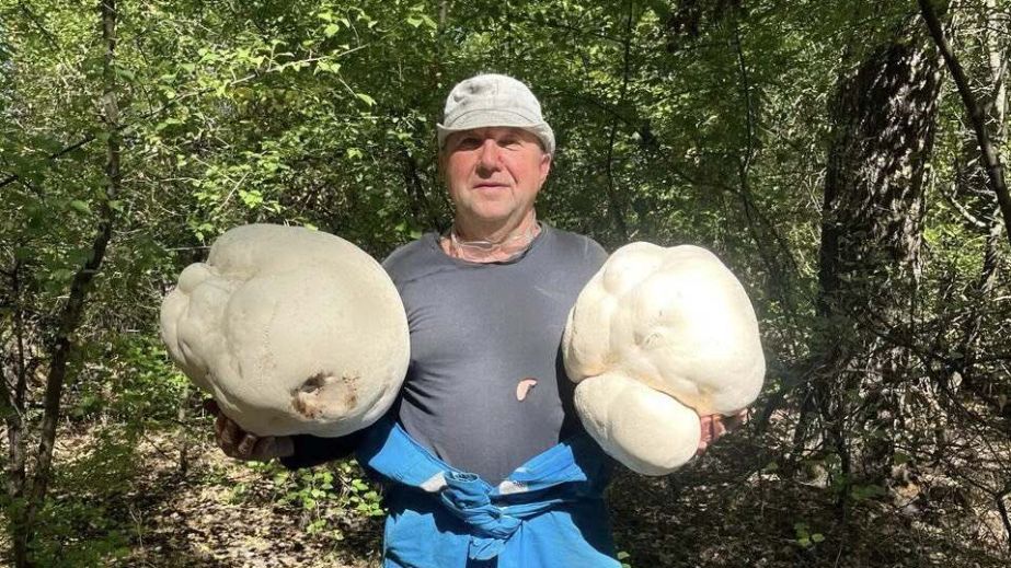 Диво природи: на Дніпропетровщині ростуть гігантські гриби, вага яких сягає 10 кілограмів (ФОТО)