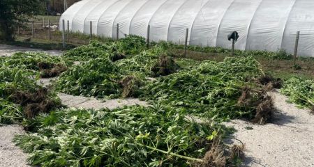 Конопля на 7 миллионов: на Днепропетровщине супруги вырастили наркоплантацию (ФОТО)
