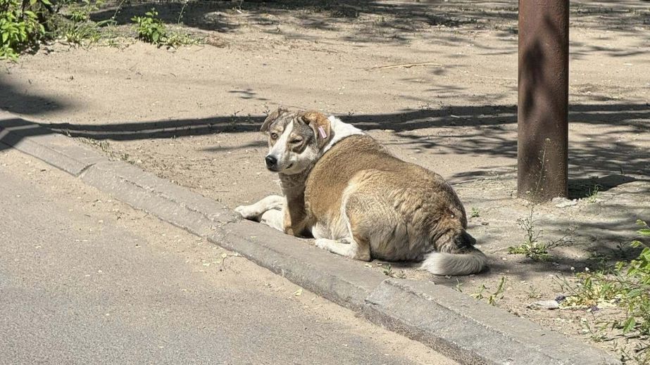 У Дніпрі безпритульний собака напав на дитину (ФОТО)