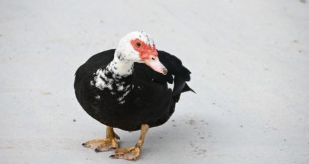 На Дніпропетровщині помітили рідкісного птаха з Південної Америки (ФОТО)