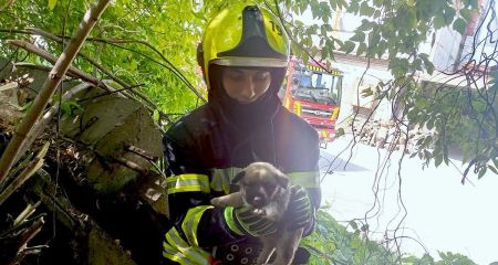 У Дніпрі надзвичайники врятували цуценя, яке застрягло поміж залізобетонних плит (ФОТО)