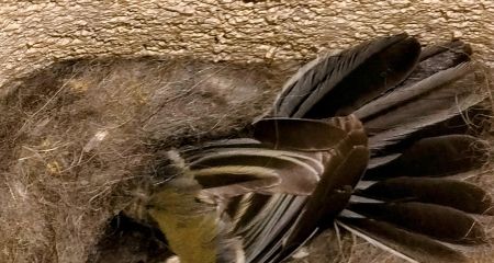 На Криворіжжі пташка облаштувала гніздо у шлакоблоці (ФОТО, ВІДЕО)
