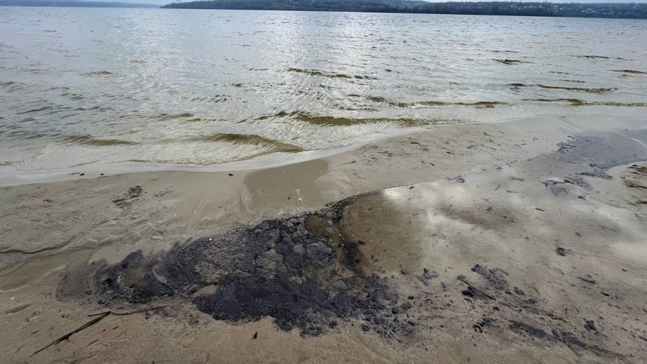 На левом берегу Каменского нашли мертвых лебедей (ФОТО)