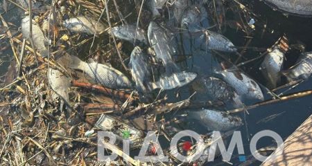 В Кривом Роге на реке Саксагань поймали редкого окуня  (ФОТО)