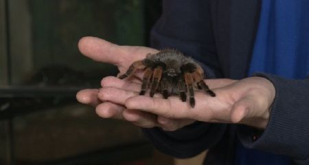 От тарантулов до землекопов: каких опасных пауков обнаружили в Днепре (ВИДЕО)