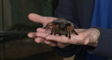 На Дніпропетровщині виявлено павуків-птахоїдів: чи варто боятися цих істот
