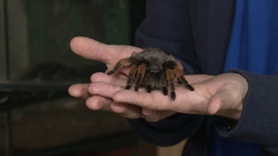 На Днепропетровщине обнаружены пауки-птицееды: стоит ли бояться этих существ