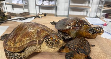Жители Кривого Рога пытались отправить в посылке в США чучела трех редких черепах (ФОТО)