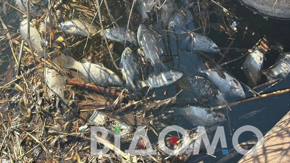 Зловив диво-рибу: житель Дніпропетровщини похвалився багатим уловом (ФОТО)