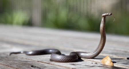 У Дніпрі на одному з житлових масивів було знайдено змію (ВІДЕО)