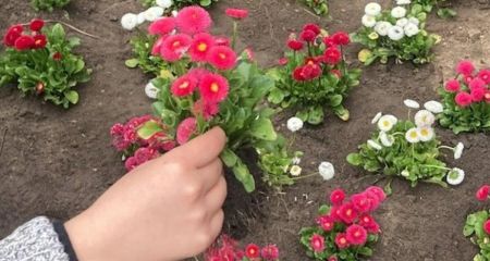 В Кривом Роге в честь погибшей военнослужащей Маргариты посадили 31 куст маргариток (ФОТО)