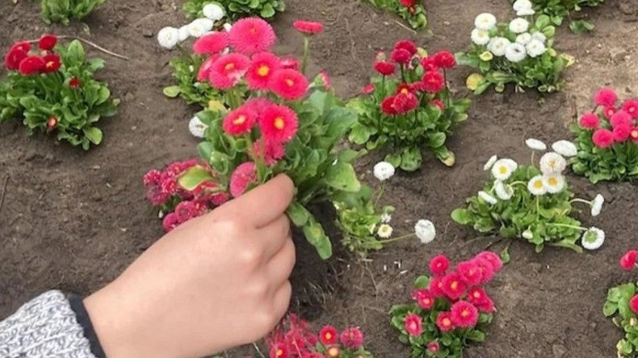 У Кривому Розі на честь загиблої військовслужбовиці Маргарити висадили 31 кущ маргариток (ФОТО)