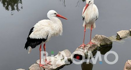 По улицам Кривого Рога разгуливал аист и играл с горожанами (ФОТО)