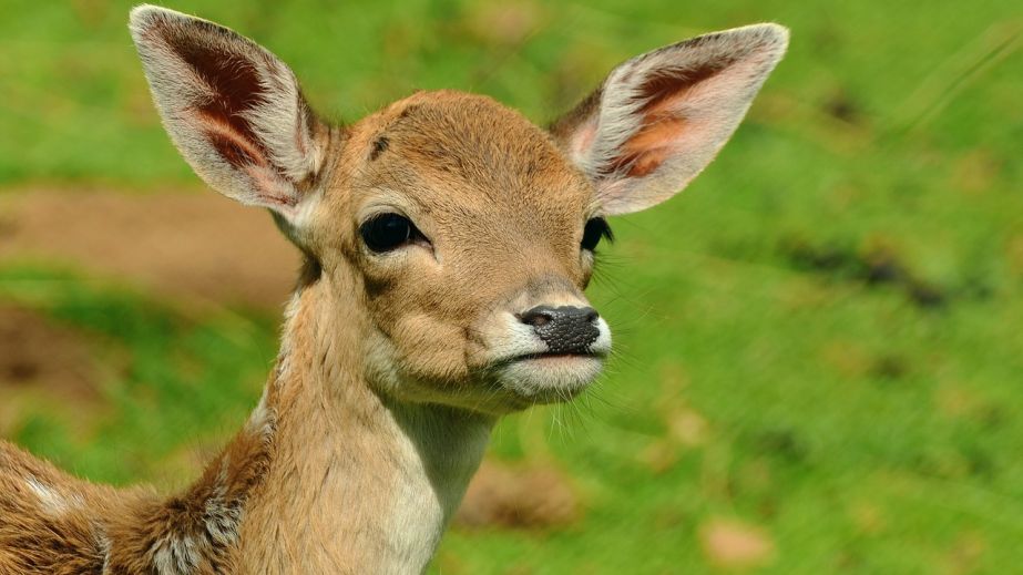 Косуля переплыла Днепр: редкое зрелище попало на камеру вблизи Сухачевки (ВИДЕО)