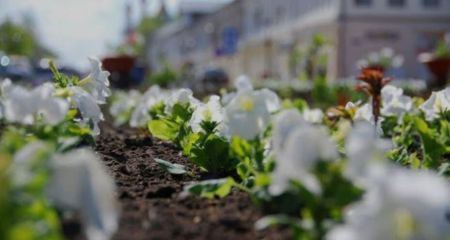 Вивісили фото злодіїв прямо біля клумби: у Дніпрі почали публічно викривати квіткових клептоманів (ФОТО)
