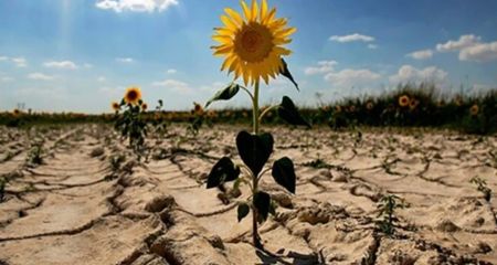 На Дніпропетровщині посуха може повністю знищити врожай