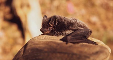 Ночные охотники из Красной книги: какие редкие виды летучих мышей можно встретить на Днепропетровщине