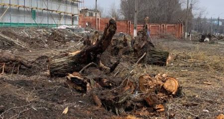 В Днепре незаконно уничтожили 25 деревьев