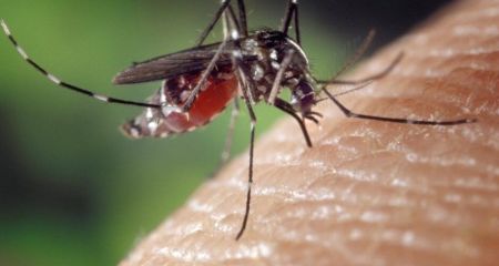 Укус может вызвать паралич: жителей Днепропетровщины предупреждают об опасном виде комаров (ФОТО)