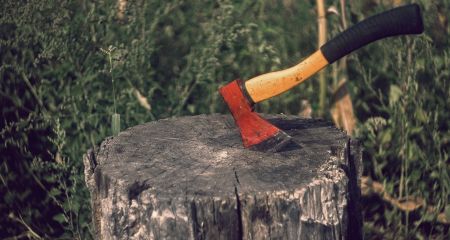 Пейзаж, який не тішить: у Дніпрі з'явилася Алея пнів (ВІДЕО)