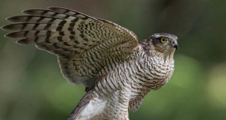 У Кривому Розі помітили пернатого хижака, який пив воду у спекотний день (ВІДЕО)