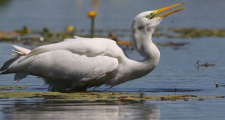 У Дніпрі зняли полювання сірої чаплі (ФОТО)