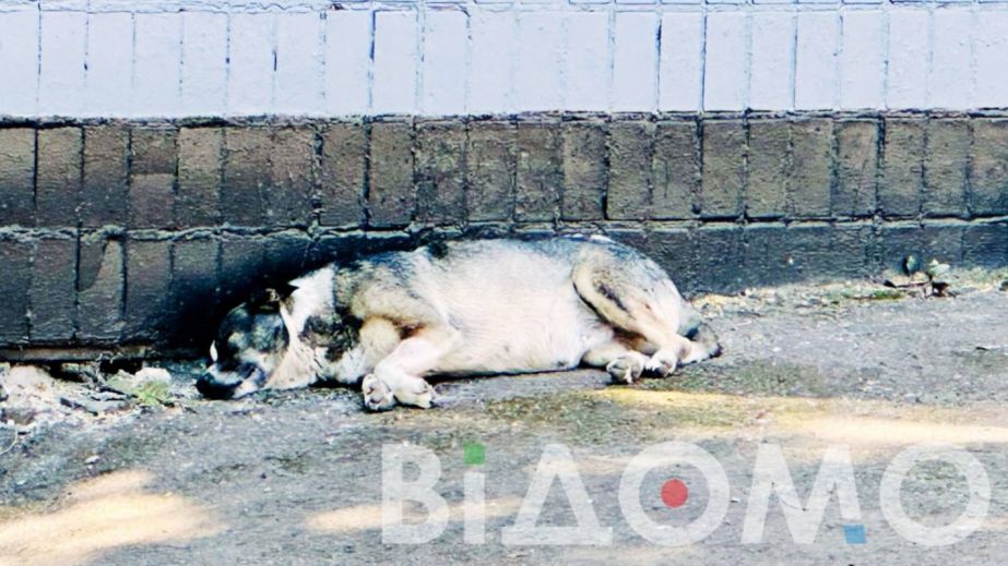 У Дніпрі збили собаку та залишили його лежати на проїжджій частині (ФОТО)