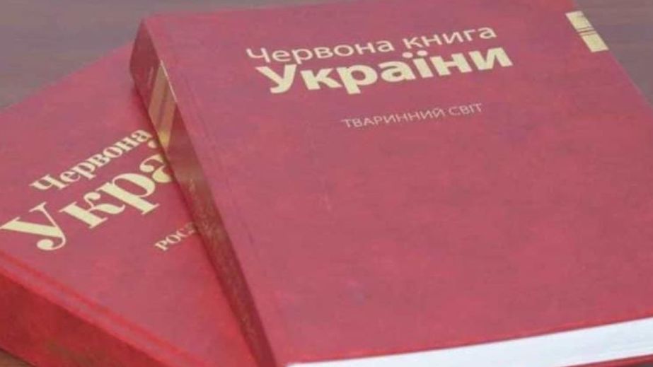 "Огненный гость" на Днепропетровщине: на юге области обнаружили птицу из Красной книги (ФОТО)
