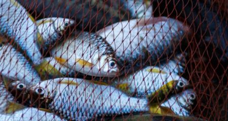 Рибалка з Кривого Рогу впіймав великий "трофей" у місцевій водоймі (ФОТО)