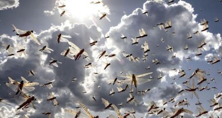 Дніпропетровщину атакують великі комахи: як гості з тропіків освоюють регіон (ФОТО, ВІДЕО)